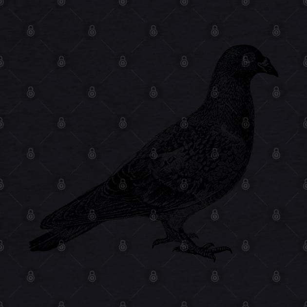 Pigeon in black by winterwinter